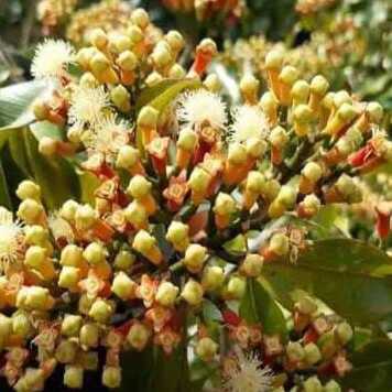 Cengkeh yang bagus adalah cengkeh yang dipanen saat kuncup bunganya sudah penuh namun belum mekar sepenuhnya dan berwarna kuning kemerahan. Pemanenan pada tahap ini memastikan kadar minyak atsiri yang tinggi, sehingga menghasilkan aroma dan kualitas yang baik, berbeda dengan cengkeh muda yang keriput atau cengkeh yang sudah mekar yang mutunya rendah.